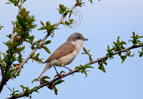 Lesser Whitethroat 4 DM0170